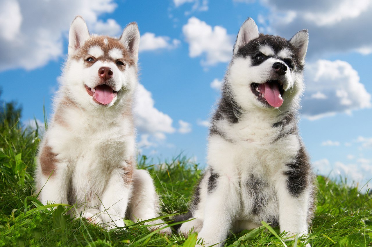 Tasky Mini Dog Miniature Siberian Husky Dog Breed Information - Alaskan Klee Kai 101 ...