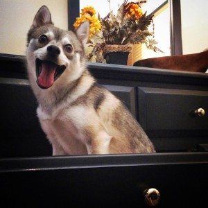 Alaskan Klee Kai 101