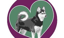 Learn more about the Alaskan Klee Kai National Rescue