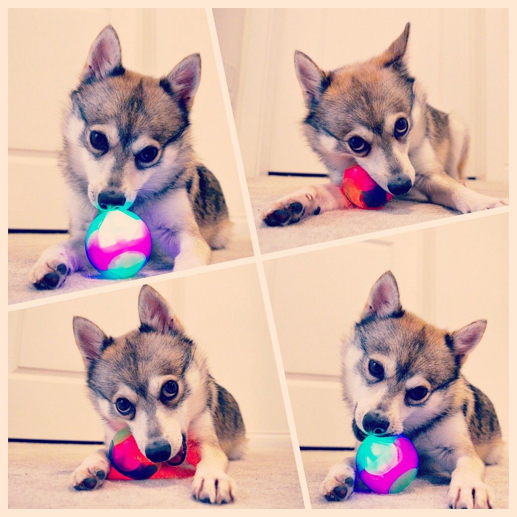 Kobi playing with his new ball