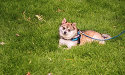 Meet Kobi the Alaskan Klee Kai