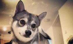 Tips on finding an Alaskan Klee Kai for sale