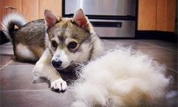 Do Alaskan Klee Kai Shed?