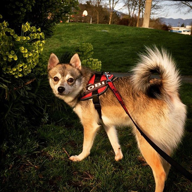 julius k9 harness