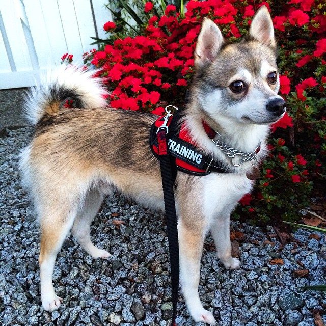 Alaskan Klee Kai Facts