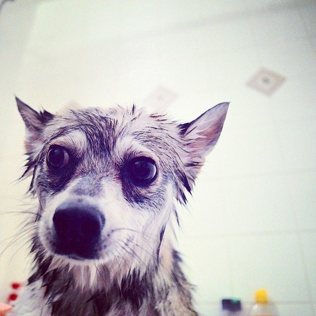 Alaskan Klee Kai Grooming