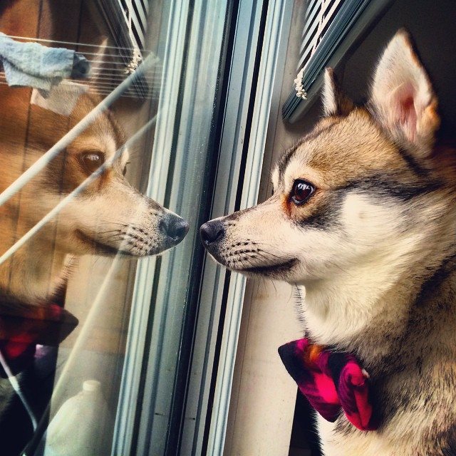 Alaskan Klee Kai Physical Characteristics