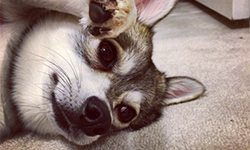 Things you should know about an Alaskan Klee Kai