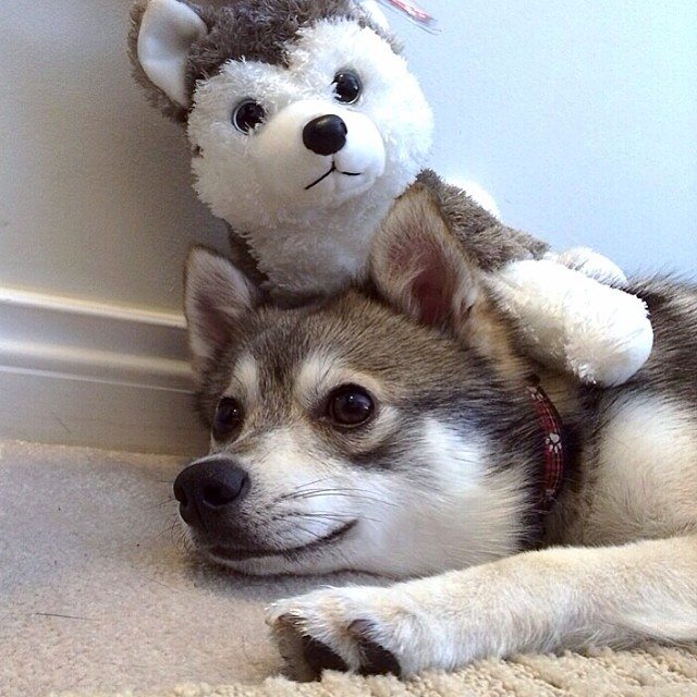 Alaskan Klee Kai History