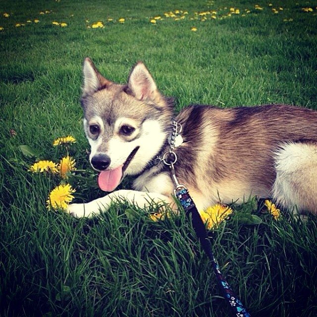 History of Alaskan Klee Kai