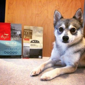 alaskan-klee-kai-food-choices