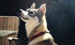 Learn about the history behind the Alaskan Klee Kai