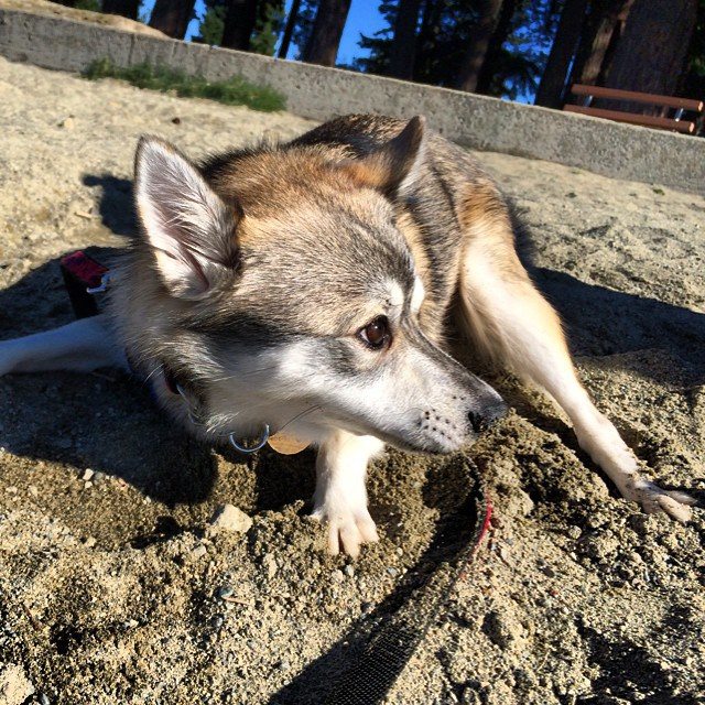 alaskan-klee-kai-look