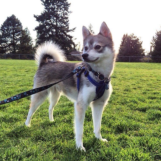 alaskan-klee-kai-pose-2