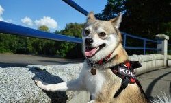 Pros and cons of the Alaskan Klee Kai