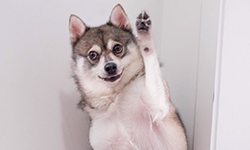 Cute Alaskan Klee Kai Photos