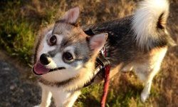 Finding a Reputable Alaskan Klee Kai Breeder