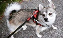 Importance of socializing your Alaskan Klee Kai