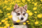 Things to consider if you're looking for a toy Alaskan Klee Kai