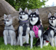 Meet the Alaskan Klee Kai pack!