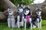 Meet the Alaskan Klee Kai pack!