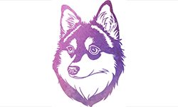 How about an Alaskan Klee Kai T-shirt?