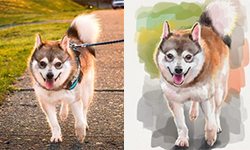 Digital dog portraits