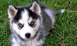 what-is-a-mini-husky