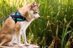 5 things to consider before bringing home an alaskan klee kai