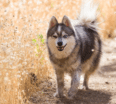 Meet Actaeas the Alaskan Klee Kai!