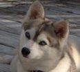 Meet Ahvie the Alaskan Klee Kai!