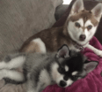 Meet Ava and Luna the Alaskan Klee Kai!