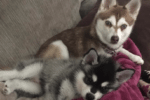 Meet Ava and Luna the Alaskan Klee Kai!