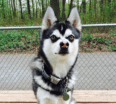 Meet Elton the Alaskan Klee Kai!