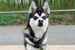 Meet Elton the Alaskan Klee Kai!