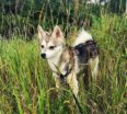 Meet Finn the Alaskan Klee Kai!