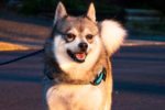 How big does an Alaskan Klee Kai get full grown?