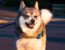 How big does an Alaskan Klee Kai get full grown?