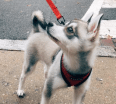 Meet Goku the Alaskan Klee Kai!