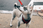 Meet Goku the Alaskan Klee Kai!