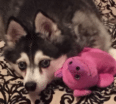 Meet Gryffyn the Alaskan Klee Kai!