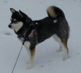 Meet Kali K the Alaskan Klee Kai!