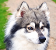 Meet Kobe the Alaskan Klee Kai!