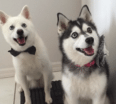 Meet Loki and Thor the Alaskan Klee Kai!