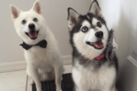 Meet Loki and Thor the Alaskan Klee Kai!