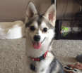 Meet Malakai the Alaskan Klee Kai!