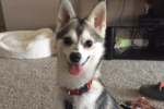 Meet Malakai the Alaskan Klee Kai!