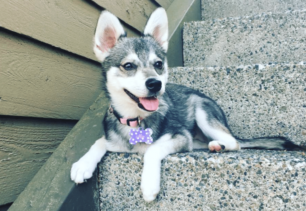 Meet Mia the Alaskan Klee Kai