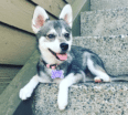 Meet Mia the Alaskan Klee Kai