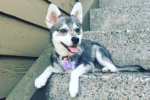 Meet Mia the Alaskan Klee Kai